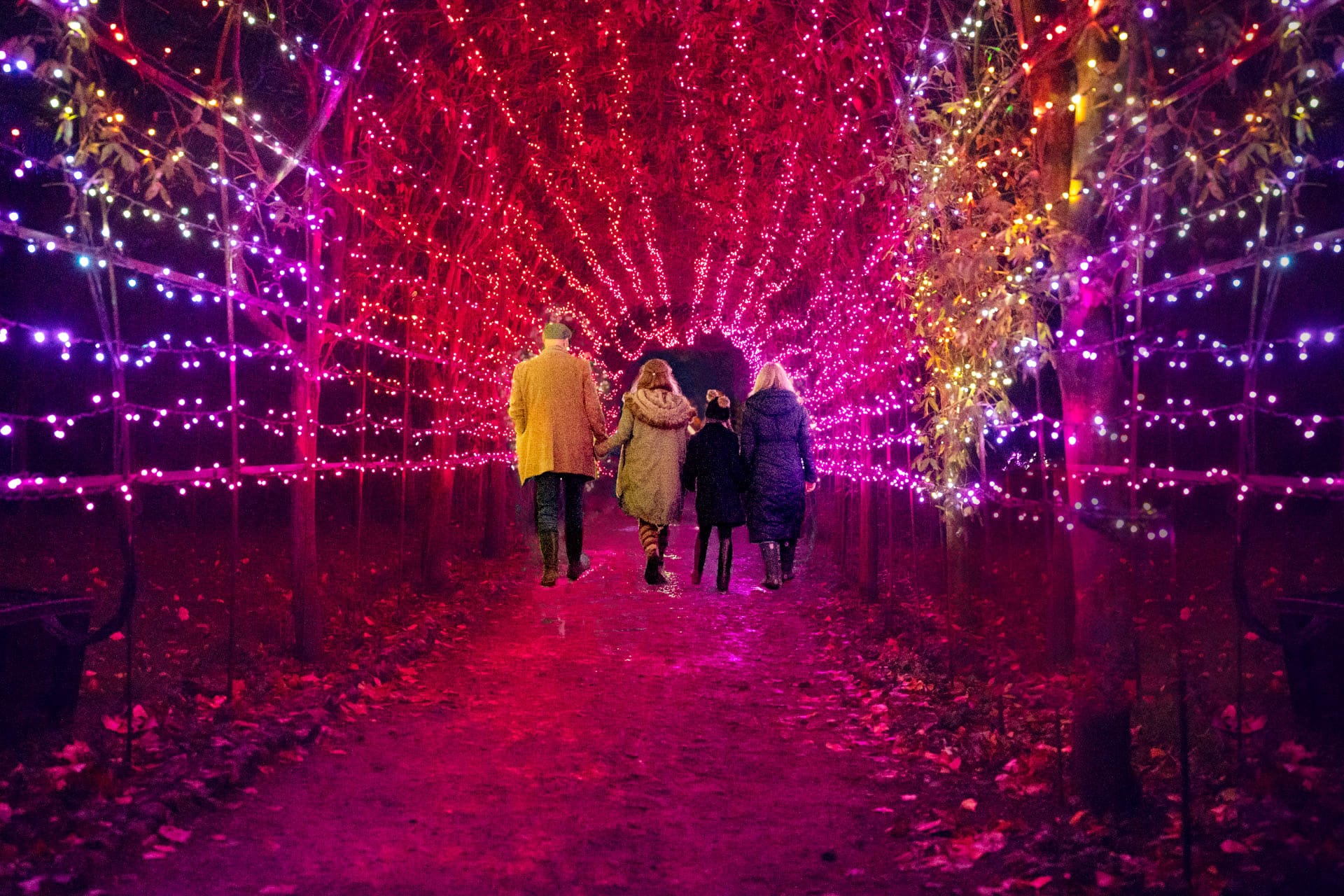 ASHRIDGE ILLUMINATED: Spectacular lightshow around former royal palace 