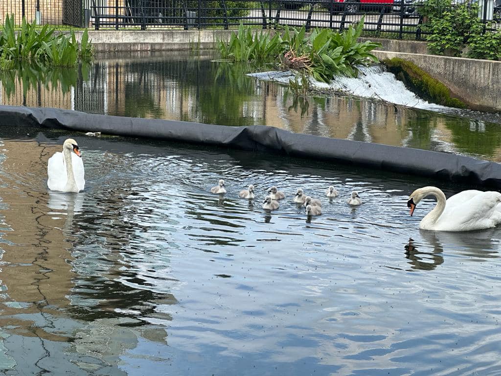 SWAN SUPPORT: Charity rescues nine cygnets washed over canal weir in Nash Mills